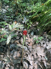 Arisaema triphyllum