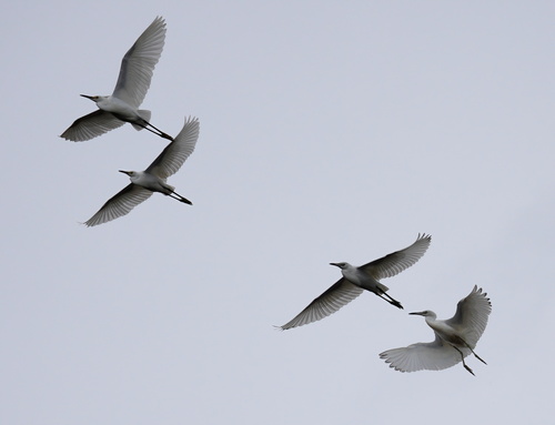Snowy Egret photographed in Alabama