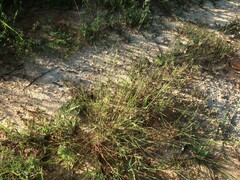 Kellochloa brachyantha