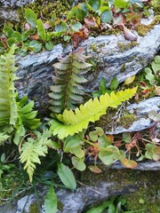 Polystichum lonchitis