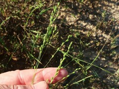 Kellochloa brachyantha