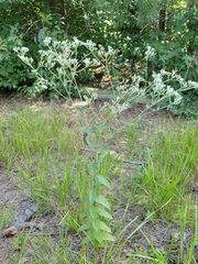 Eupatorium pilosum