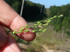 Kellochloa brachyantha