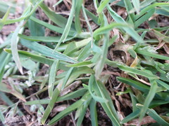 Cenchrus clandestinus