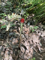 Arisaema triphyllum