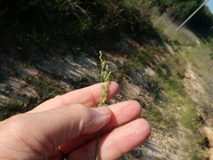 Kellochloa brachyantha