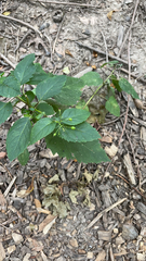 Scrophularia marilandica