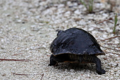 Deirochelys reticularia