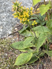 Solidago hispida