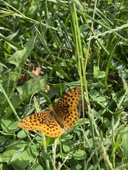 Boloria bellona