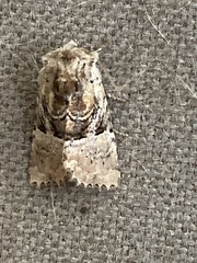 Meropleon diversicolor