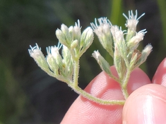 Eupatorium pilosum