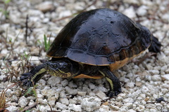 Deirochelys reticularia
