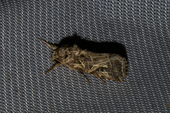 Spodoptera littoralis