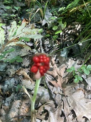 Arisaema triphyllum