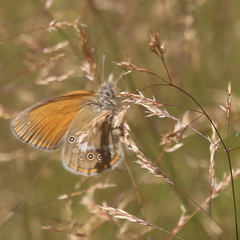 Coenonympha glycerion