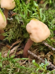 Cudonia circinans
