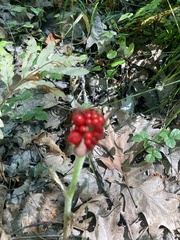 Arisaema triphyllum