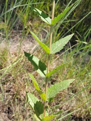 Eupatorium pilosum