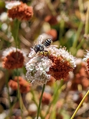 Megachilini