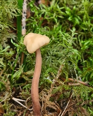Cudonia circinans