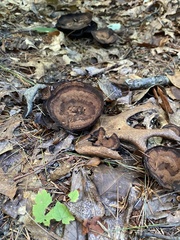 Hydnellum concrescens