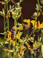 Megachilini