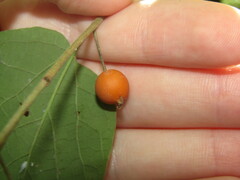 Celtis tenuifolia