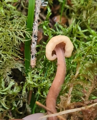 Cudonia circinans