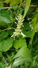 Agastache mexicana