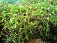 Eurhynchium angustirete