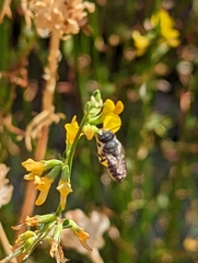 Megachilini