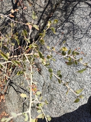 Ceanothus leucodermis