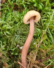 Cudonia circinans