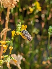 Megachilini