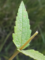 Eupatorium pilosum