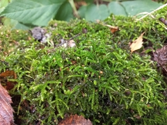 Eurhynchium angustirete