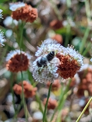 Megachilini