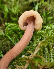 Cudonia circinans