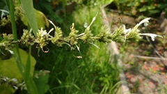 Agastache mexicana
