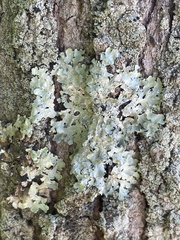 Myelochroa aurulenta