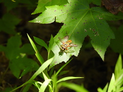 Milesia virginiensis