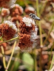 Megachilini