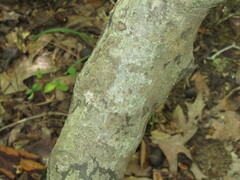 Celtis tenuifolia