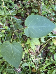 Matelea carolinensis