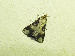 Condica imitata