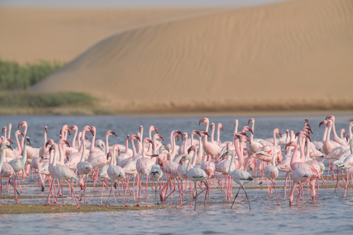 Flamenco enano (Phoeniconaias minor)