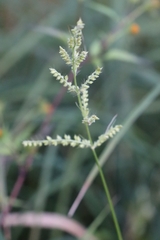 Echinochloa crus-galli