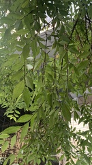 Zelkova serrata