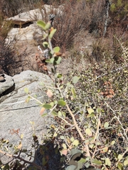 Ceanothus leucodermis